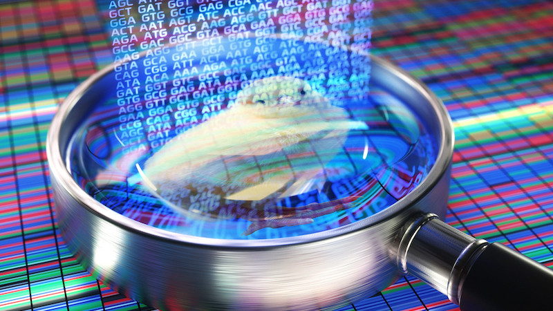 How 22 years of genomics is shaping the future of poultry