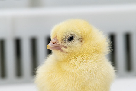 Aviagen chick close up