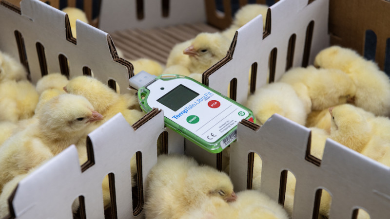 Manuseado com cuidado: a jornada de um pinto reprodutor