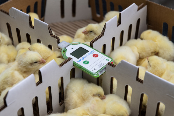 Chicks in shipping boxes with thermometer
