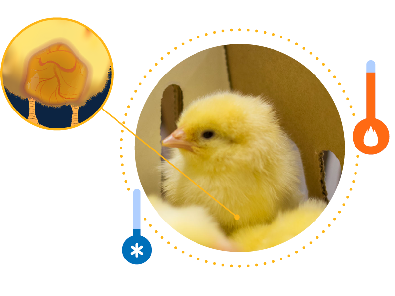 Needs of a day-old chick