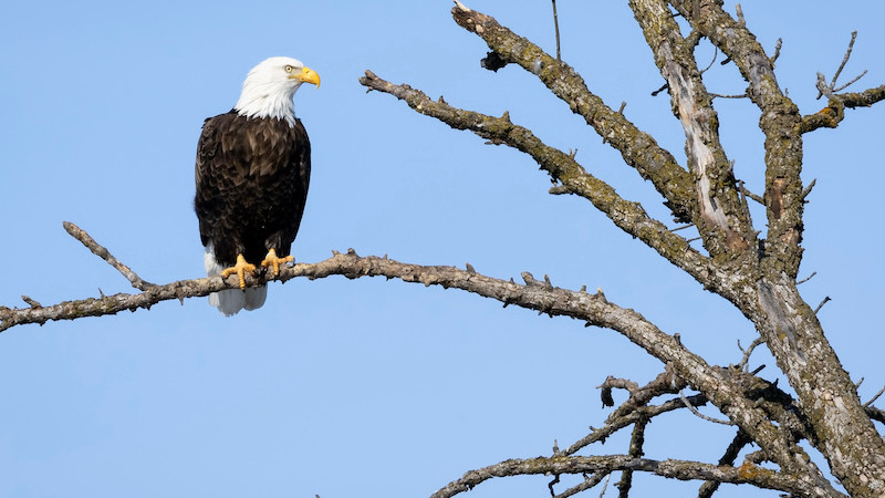 Eagles Nest: Donde se combinan la innovación y la conservación