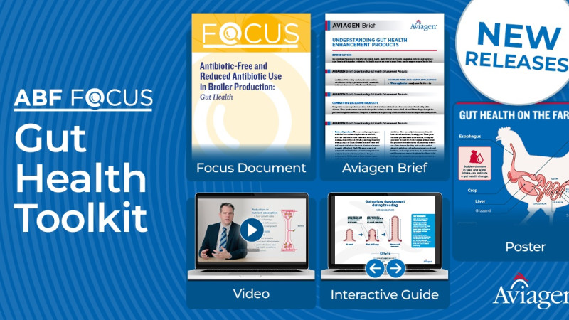 New Aviagen Toolkit Puts Broiler Gut Health in Focus