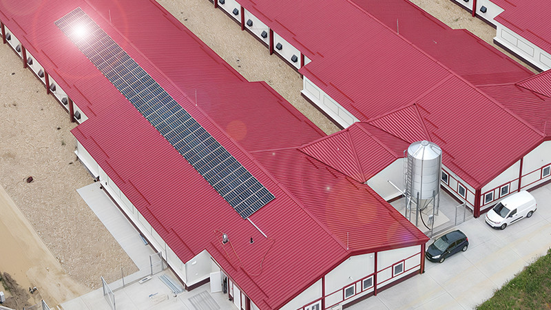 Melhoramento genético para um mundo sustentável: uma visão sobre o relatório de sustentabilidade de 2023 da Aviagen