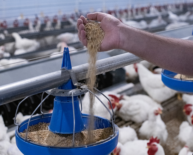 Poultry is the species that has lowest carbon footprint